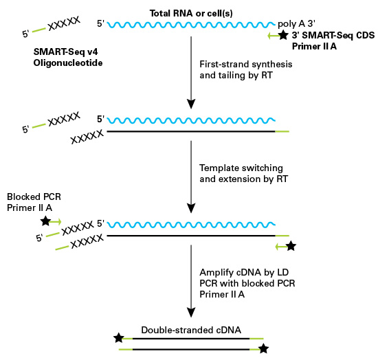 template switching single cell transcriptome studies a powerful way to template switching single cell transcriptome studies a powerful way to