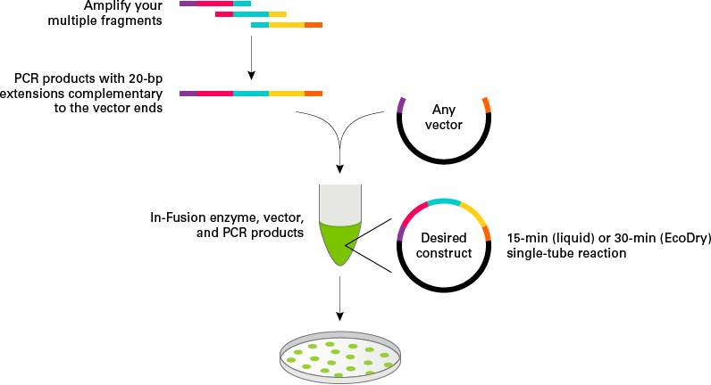 when cloning efficiency and not just colony count matters choose in