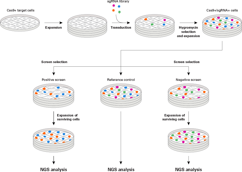 sgRNA library screen workflow schematic