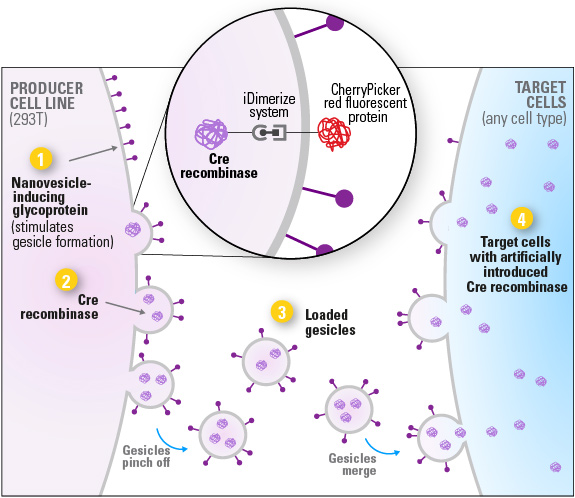 rapid efficient cre recombinase delivery for genome modification cre lox system