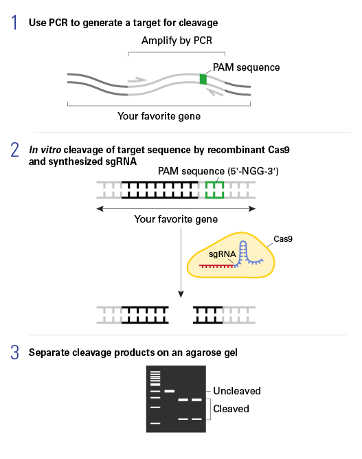 Guide-it sgRNA Screening Kit workflow