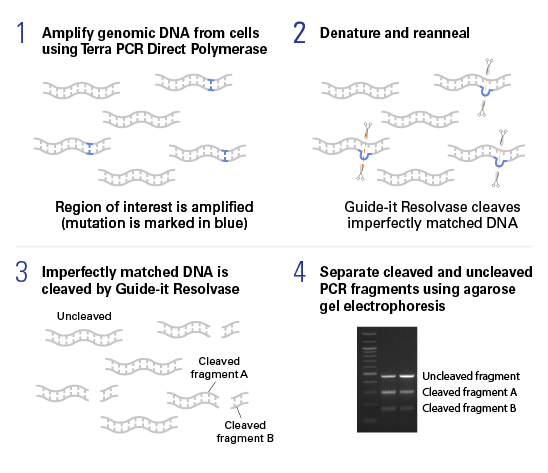 Guide-it Mutation Detection Kit workflow