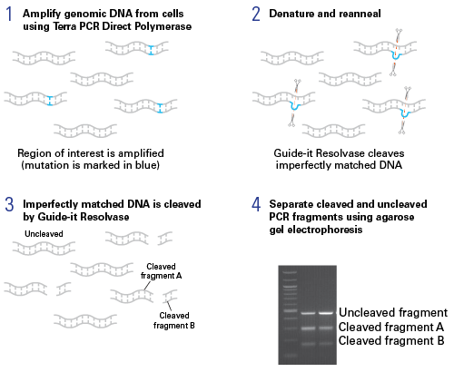 Comparison Of The Guide It Mutation Detection Kit With A Cel - overview of the guide it mutation detection kit method to confirm the