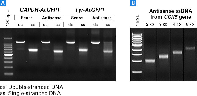 highly specific gene knockins