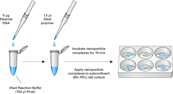 LIPOFECTAMINE 2000 TRANSFECTION PROTOCOL 10CM
