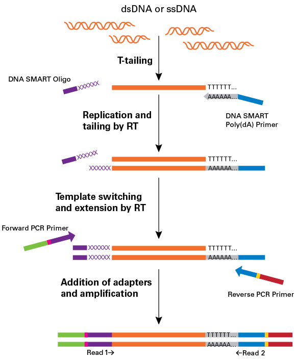 template switching chip seq faqs template switching chip seq faqs