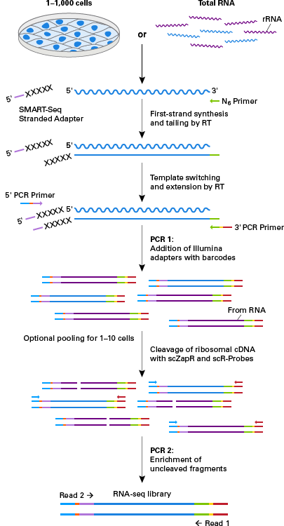 Schematic of workflow for the SMART-seq Stranded Kit