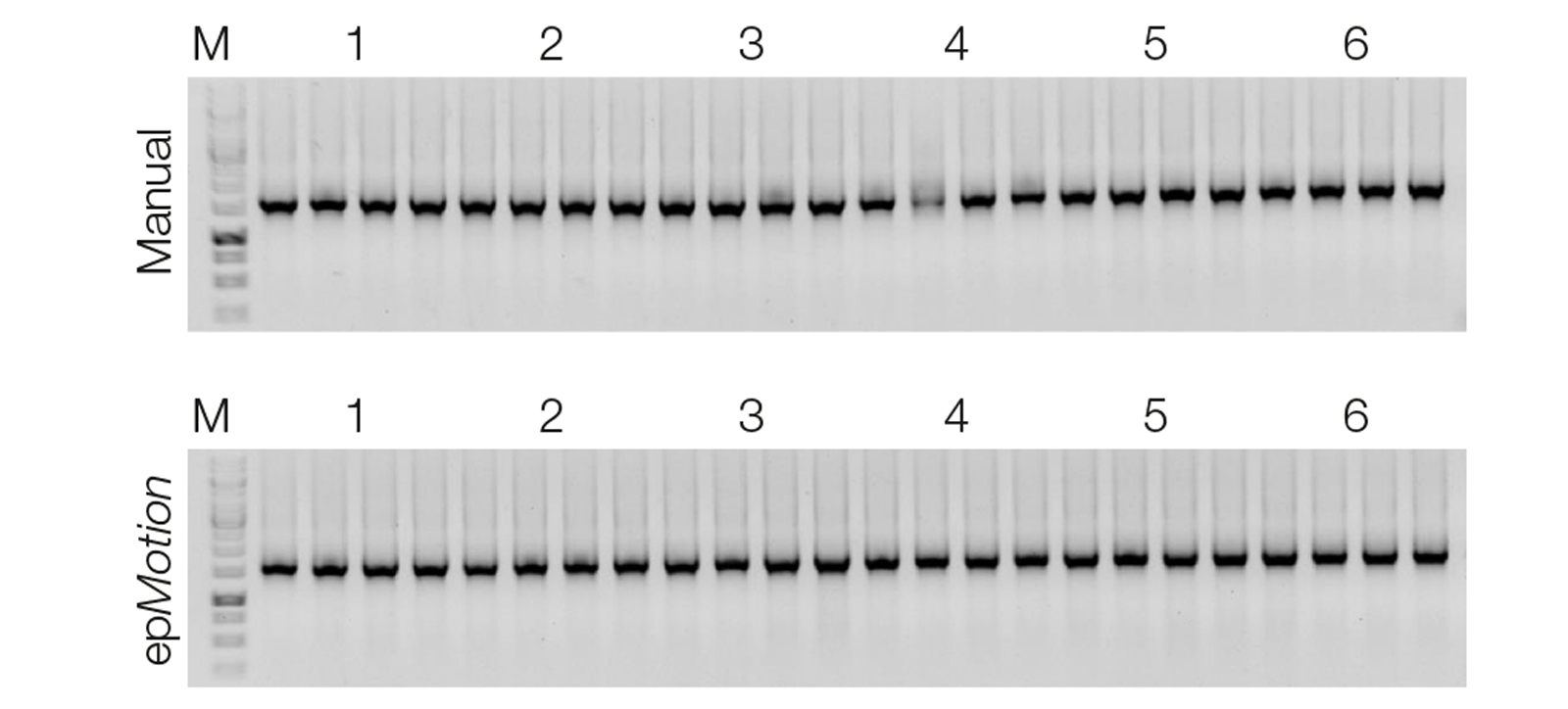 Consistently excellent PCR performance with NucleoSpin 96 DNA Stool