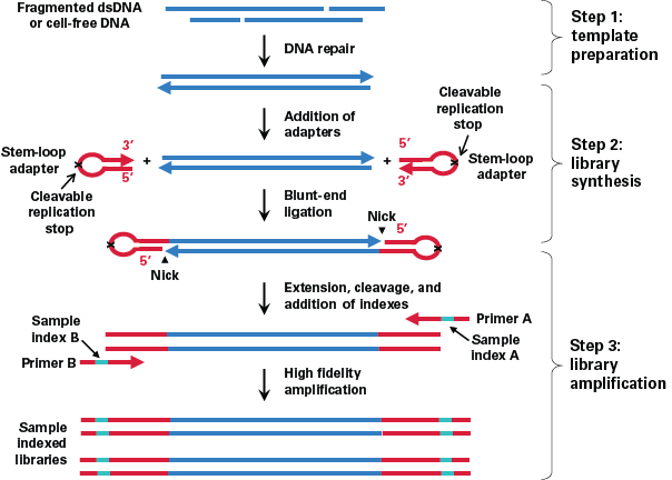 Figure 1. ThruPLEX technology