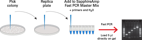 Colony PCR: Protocol complete in under an hour