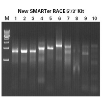 Full-length SMARTer PCR cDNA synthesis