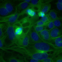 Gene editing services