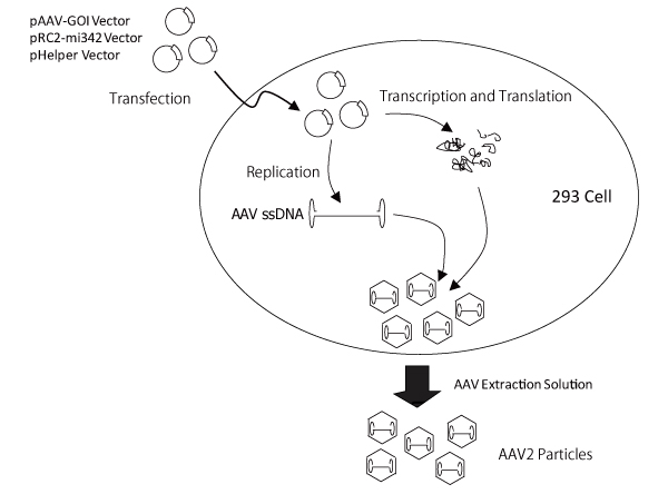 AAV Packaging Schematic