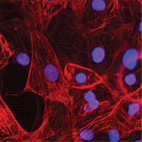 Cellartis stem cell kits and services