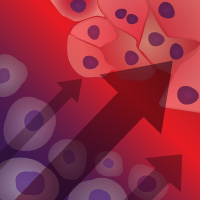 Human pluripotent stem cell-derived hepatocytes with extended culture time provide a robust and efficient platform for long-term toxicology studies
