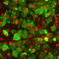 iPS and ES differentiation