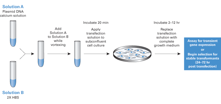 Protocol for CalPhos calcium phosphate transfection reagent