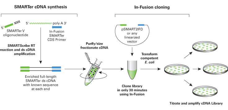 The In-Fusion SMARTer Directional cDNA Library Construction Kit includes components for cDNA synthesis, library construction, and library amplification