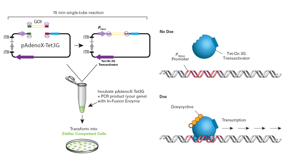 Tet On 3g Inducible Expression Systems User Manual