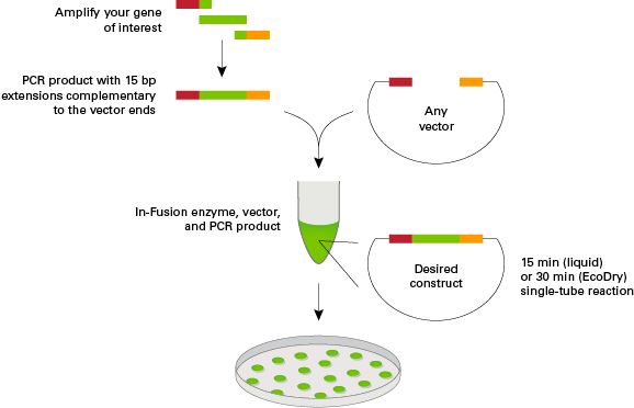 The In-Fusion cloning protocol