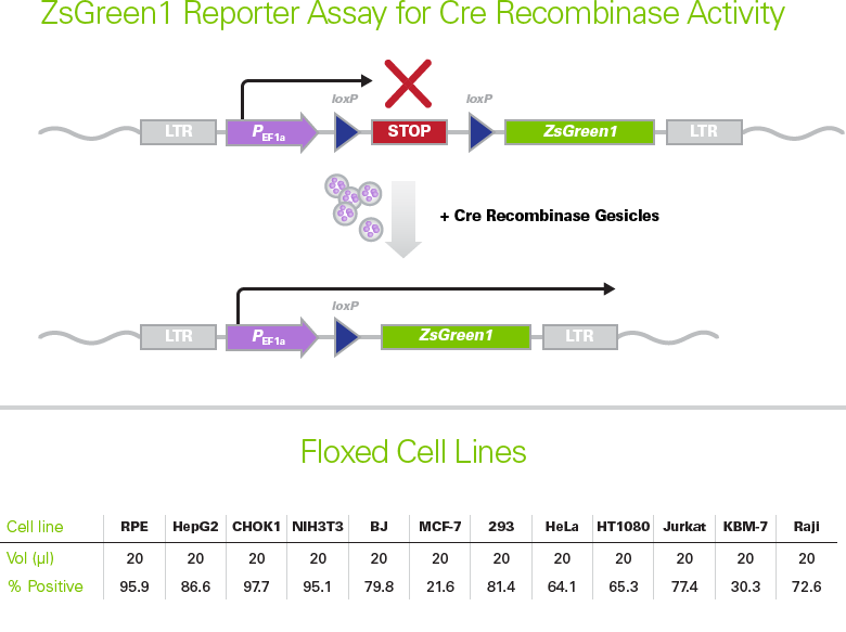 ZsGreen1 reporter assay for efficiency of Cre Recombinase Gesicles with various cell lines