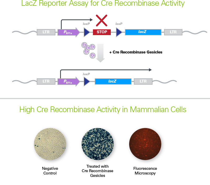 LacZ Reporter Assay for Cre Recombinase Gesicles