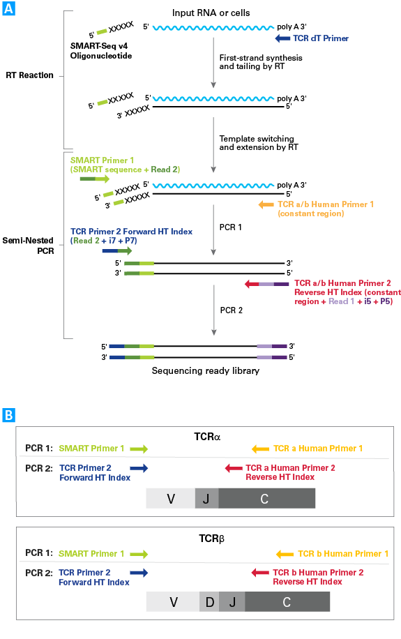 Library preparation workflow and PCR strategy for TCR profiling using the SMARTer approach