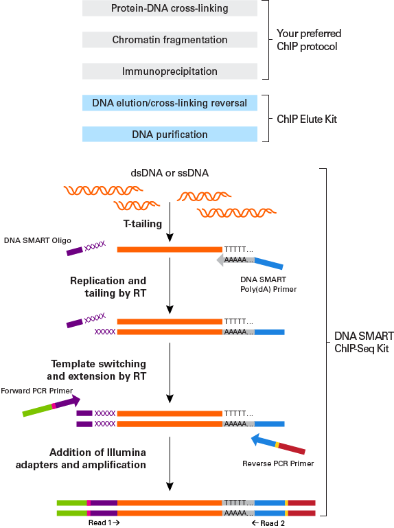ligation free chip seq library preparation chip sequencing