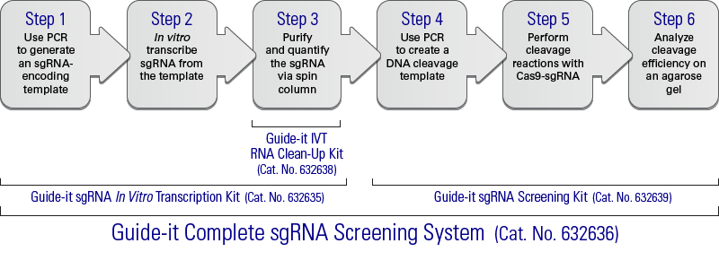 Flow chart describing how the Guide-it sgRNA In Vitro Transcription Kit (including the Guide-it IVT RNA Clean-Up Kit) and Guide-it sgRNA Screening Kit work together in the Guide-it Complete sgRNA Screening System, which can be used to synthesize and test the efficacy of sgRNAs