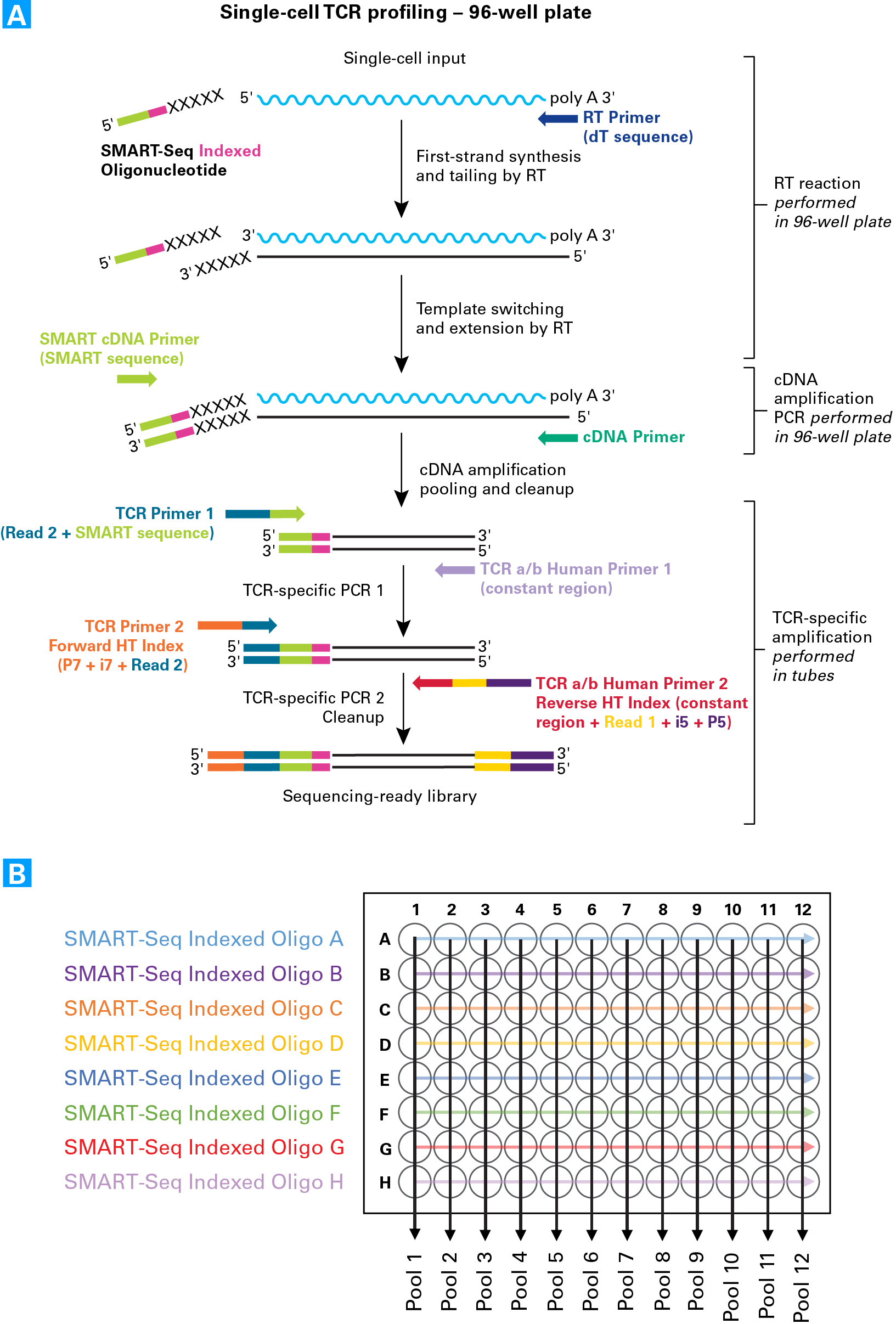 The SMARTer scTCR workflow uses optimized indexing to allow for pooling 96 cells into 12 libraries.