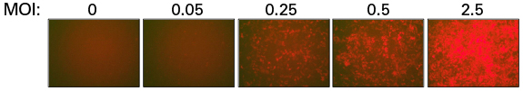 Determination of transduction efficiency of the sgRNA library lentivirus using mCherry fluorescence