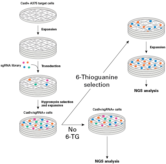 Workflow schematic for an sgRNA library screen using 6-thioguanine (6-TG) selection