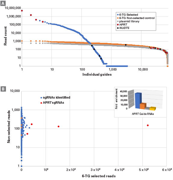 Identification and analysis of sgRNAs isolated from cells after a 6-thioguanine screen