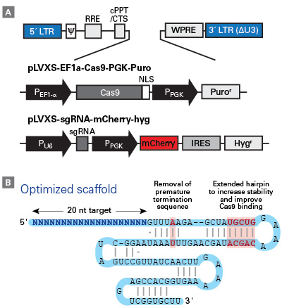 Vector and sgRNA scaffold design used in the Guide-it CRISPR sgRNA library