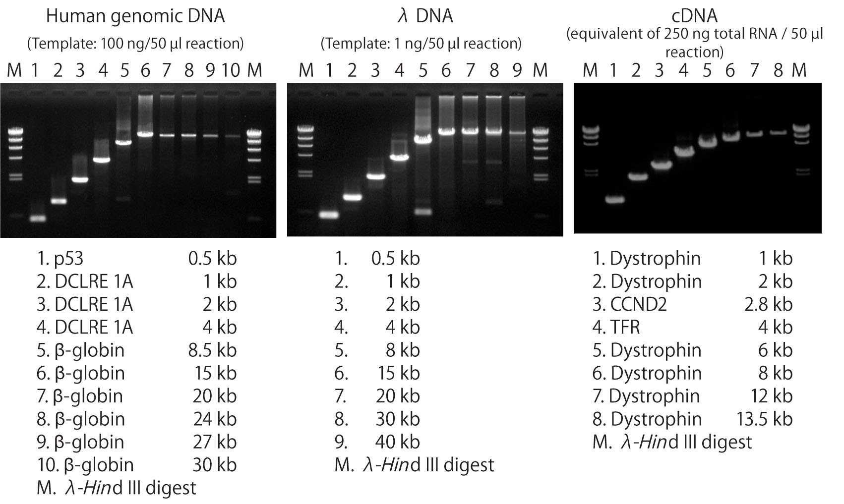 PrimeSTAR GXL DNA Polymerase amplifies products up to 30 kb (human genomic DNA template), 40 kb (lambda DNA), or 13.5 kb (human cDNA)