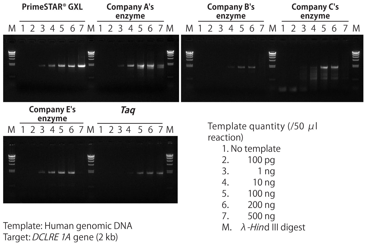 PrimeSTAR GXL DNA Polymerase shows efficient amplification in reaction mixes with a wide range of template quantity, including high levels of template that inhibit the activity of other commercially available high fidelity DNA polymerases