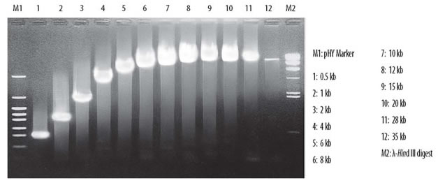 Amplification of lambda DNA fragments ranging from 0.5-35 kb using Takara LA Taq DNA polymerase.