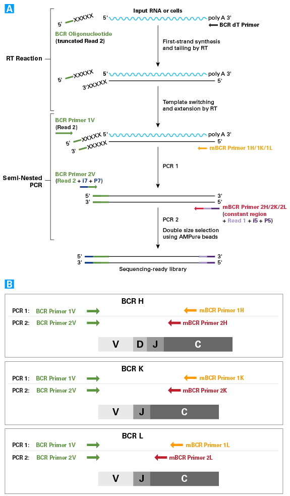 SMARTer Mouse BCR IgG H/K/L Profiling Kit workflow