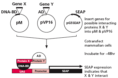 The Matchmaker Two-Hybrid Assay Kit 2 procedure