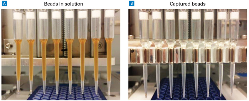 In-tip bead separation maximizes reproducibility.