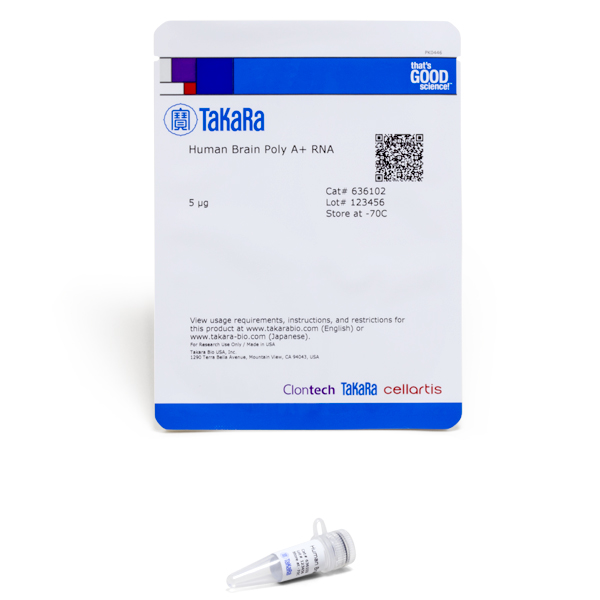 636102: Human Brain Poly A+ RNA