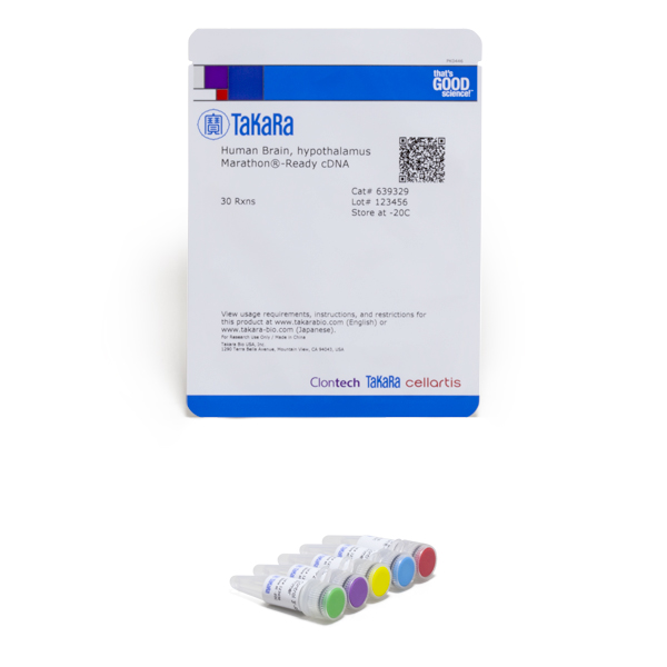 639329: Human Brain, Hypothalamus Marathon-Ready cDNA