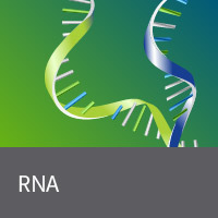Purified total RNA and mRNA
