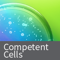 Competent cells