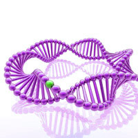 T4 DNA Ligase for joining of DNA fragments.