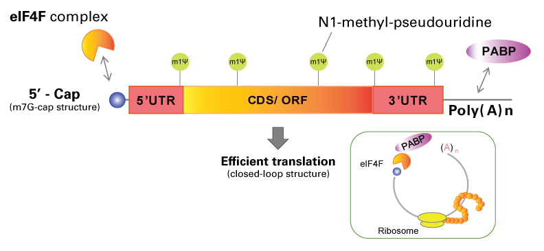 mrna structure and function