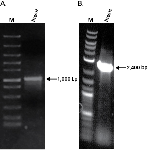 PCR amplification of cloning inserts.