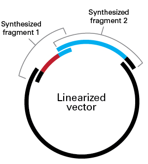 Approximation of cloning reaction setup with multiple inserts