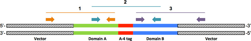 Schematic of resulting construct and sequencing strategy used to confirm the correct ORF