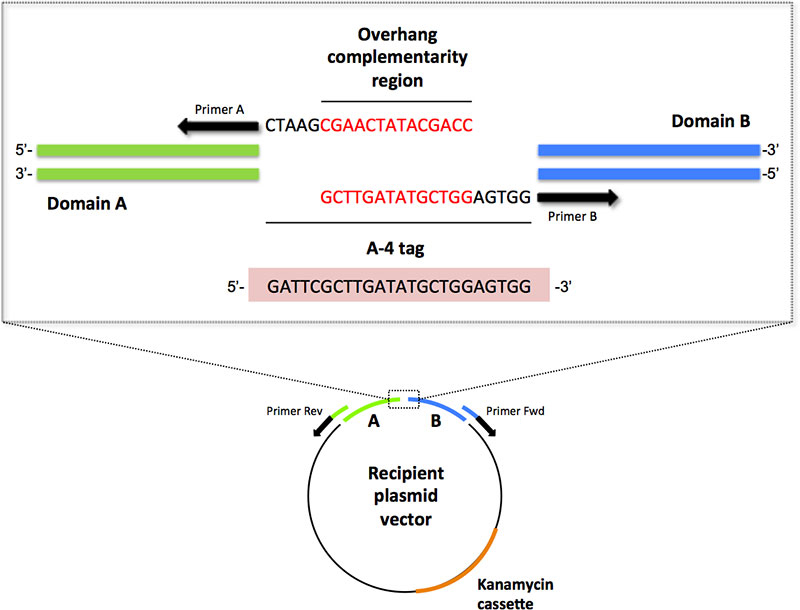Schematic of the recombinant vector constructed during this experiment
